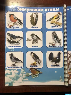 Картотека дидактических игр по теме: «Зимующие птицы»