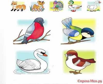 Птицы картинки для детей дошкольного возраста - 65 фото