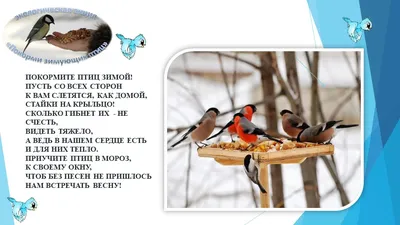 познавательно-творческий проект \"птицы зимой\" для старших дошкольников. |  Проект (старшая группа) на тему: | Образовательная социальная сеть