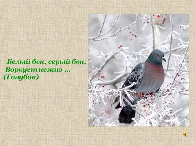 Презентация на тему: \"Проект «Зимующие птицы нашего края» \". Скачать  бесплатно и без регистрации.