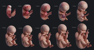 Этапы развития ребенка в утробе матери | ОБУЗ \"Родильный дом № 1\" г. Иваново