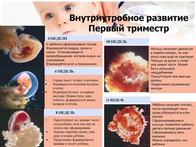 Информация о беременности - ГБУЗ \"Кущевская центральная районная больница\"  МЗ КК