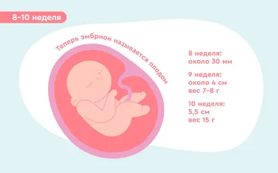 Беременность. Что происходит в 1 триместре? - Фабрика облаков