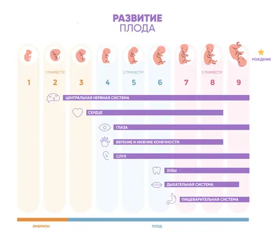 Фетометрия плода Бугульма – расшифровка показателей, размеры по неделям  беременности