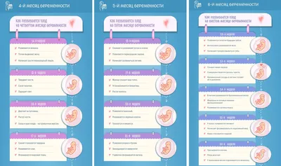 35—1. Онтогенез человека. Эмбриональное развитие человека