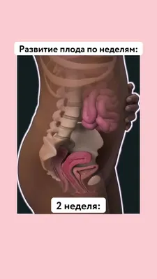 Второй месяц беременности: изменения в женском организме и развитие плода  по неделям – в картинках - agulife.ru