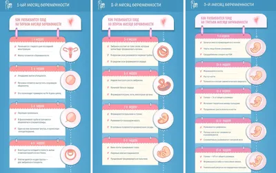 16-я неделя беременности: развитие плода и изменения у мамы