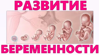 Периоды беременности | Развитие плода, Цитаты о здоровье, Медицина