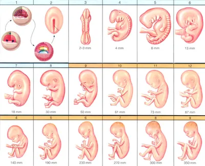 Развитие плода по неделям беременности: течение беременности по неделям,  ощущения, описание | ЭКО-блог