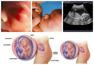 Развитие плода по неделям беременности: течение беременности по неделям,  ощущения, описание | ЭКО-блог