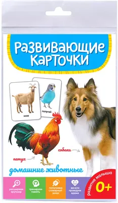 Карточки развивающие ДОМАШНИЕ ЖИВОТНЫЕ ИН-5284 купить в Новосибирске -  интернет магазин Rich Family
