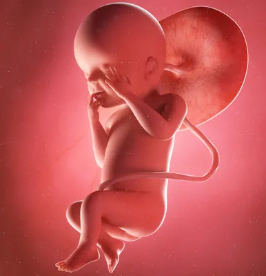 Исследование показало, что у младенцев в утробе матери уже есть  предпочтения в еде / AdMe