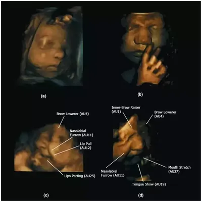 Ребенок В Утробе Матери — стоковые фотографии и другие картинки Анатомия -  Анатомия, Младенец, Белый - iStock
