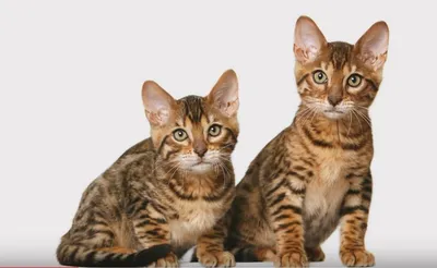 Топ-10 самых дорогих пород кошек в мире - Petstory