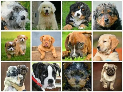 10 редких и дорогих пород собак, которые продаются в Молдове | СП - Новости  Бельцы Молдова