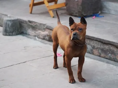 ТОП-10 самых редких маленьких пород собак - Питомцы Mail.ru