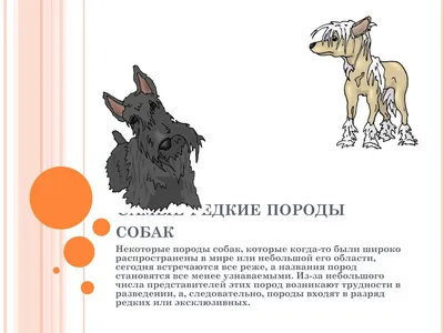 Названы самые популярные, а также самые редкие породы собак и кошек в  России | 18.09.2023 | Подмосковье - БезФормата