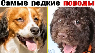 Русские породы собак: Топ-22, выведенных в России с фото и описанием