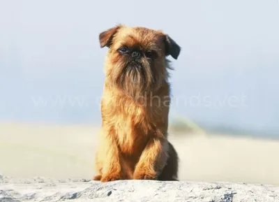 AMIRA - Знаете ли вы, какие породы собак самые редкие в мире? 🐶  1️⃣Тибетский мастифф Тибетский мастиф – одна из древнейших пород собак для  охраны жилья и жизни владельца. 2️⃣ Персидская борзая (