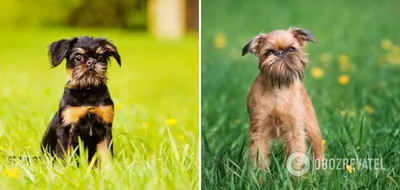 Самая редкая порода собак в мире - 72 фото