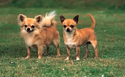 Самые редкие породы собак - ЯПлакалъ
