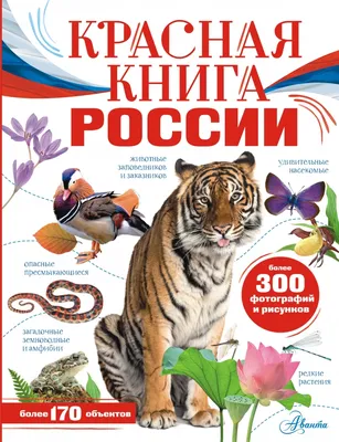 Цветущие поля России: где и когда увидеть редкие цветы | Советы | Чемодан —  путешествия по России