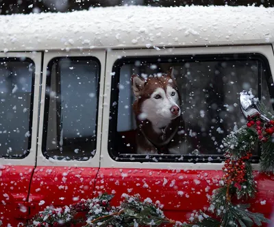 Красный ретро-автомобиль с рождественской елкой на крыше, с надписью уютная  зима на фоне синих пятен. Акварельная иллюстрация, нарисованная от руки.  Зимний бесшовный узор. - Ozero - российский фотосток
