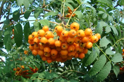 Ягоды рябина желто-оранжевые искусственные на ветке, зонтиком, 15 мм, набор  10 шт. – купить в Казани | «С Нежностью»