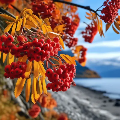 Профессиональное фото, рябина осенью, …» — создано в Шедевруме