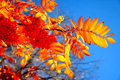 Кусты рябины осенью - 45 фото