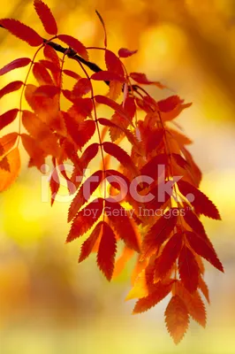 Рябина Осень Природа - Бесплатное фото на Pixabay - Pixabay