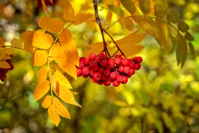 Скачать обои ягоды, ветка, краски, рябина, осень, листья, раздел природа в  разрешении 2048x1365 | Рябина, Природа, Листья