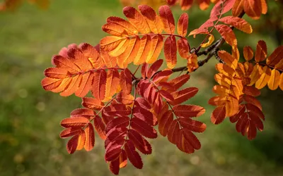 Дерево рябина осенью - 58 фото