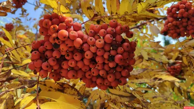 Листья рябины осенью - Природа - Обои на рабочий стол - Галерейка