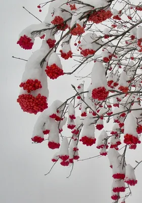 Рябина в снегу | Winter scenery, I love winter, Winter scenes