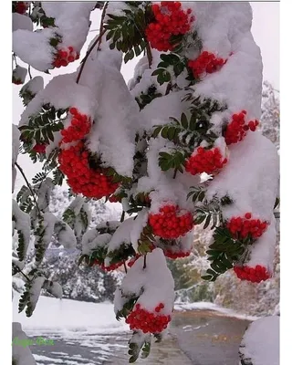 Рябина в снегу картинки фотографии