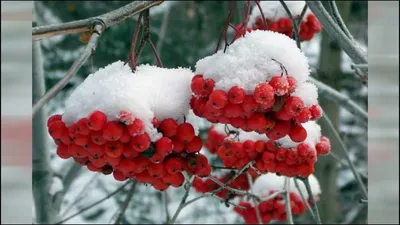 черноплодная рябина в снегу и льду Stock Photo | Adobe Stock