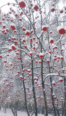 Природа. Яркие Скопления Рябины В Снегу. Фотография, картинки, изображения  и сток-фотография без роялти. Image 46653805