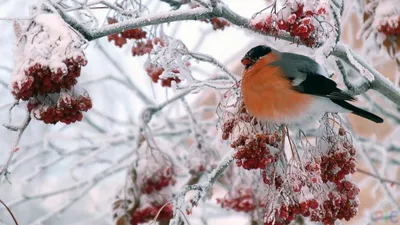Фото Зима Рябина Природа Снег Ягоды Ветки