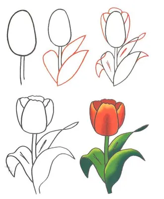 Как нарисовать открытку маме поэтапно? | Tulipe dessin, Dessin fleur,  Dessin de fleur