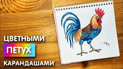 Как нарисовать петуха цветными карандашами | Рисунок поэтапно для детей -  YouTube