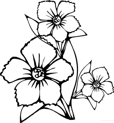 рисунки цветов для срисовки цветные пышные простые и красивые: 10 тыс  изображений найден… | Flor de cerezo dibujo, Flores para dibujar, Diseños  de tatuaje de flores