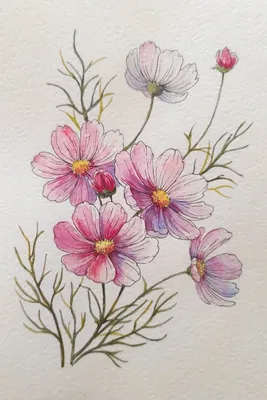 Картинка цветы рисунок раскраска (45 фото) » рисунки для срисовки на  Газ-квас.ком