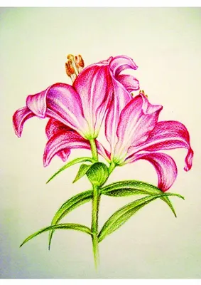 Картинка цветы рисунок раскраска (45 фото) » рисунки для срисовки на  Газ-квас.ком