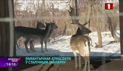 Милые романтические серьги в виде зайчика для женщин, эмалевые серьги в  виде цветка, животных, для девочек, подарки для пар, ювелирные изделия |  AliExpress