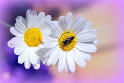 Фотография цветок ромашка