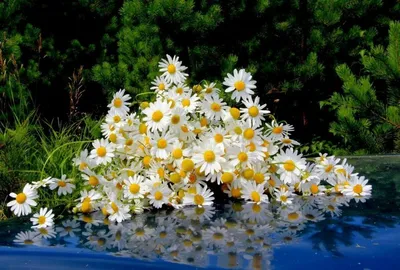 Ромашка садовая — Kievflower - Доставка цветов