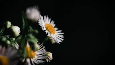 Ромашки на чёрном фоне. Flowerdrawing. | Ромашки, Чернила, Фон