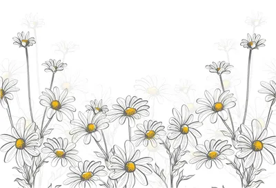 Обои Белые цветы ромашки, лепестки, черный фон 2560x1600 HD Изображение