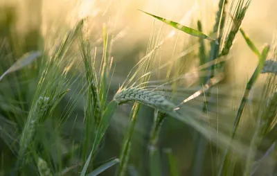 В чем разница между рожью и пшеницей | ВЫШНИЙ ГОРОД | Дзен